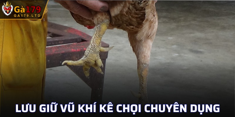 Bảo quản cựa gà chiến với dụng cụ chuyên dụng
