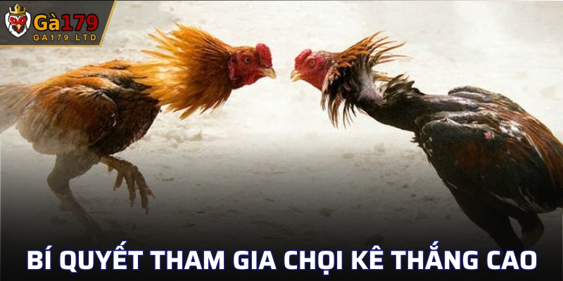 Bật mí những kinh nghiệm tham gia gà chọi hiệu quả