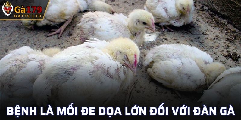 Bệnh là mối đe dọa lớn đối với đàn gà, đặc biệt là về tốc độ lây lan