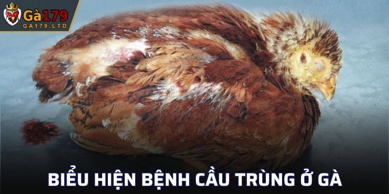 Biểu hiện bệnh cầu trùng ở gà
