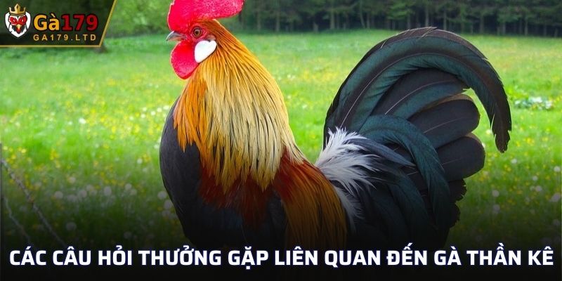 Các câu hỏi thưởng gặp liên quan đến gà thần kê