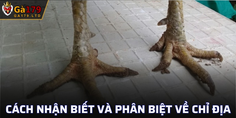 Các dòng chỉ địa hot nhất hiện nay