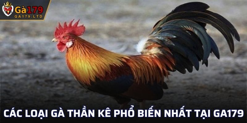 Các loại gà thần kê phổ biến nhất tại GA179