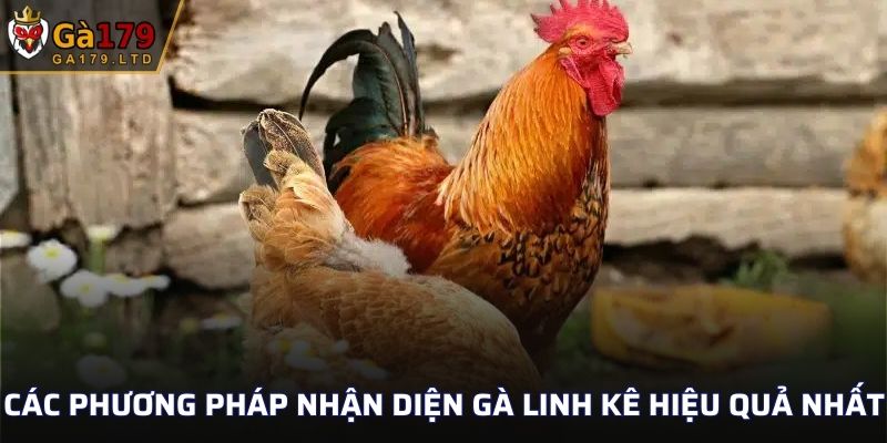 Các phương pháp nhận diện gà linh kê hiệu quả nhất