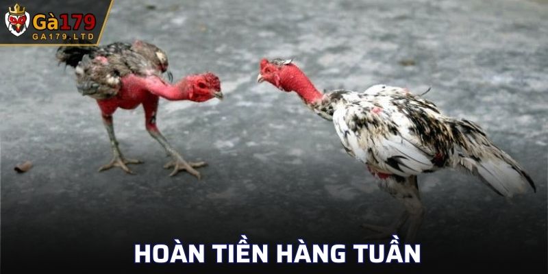 Các thành viên được hoàn tiền hàng tuần