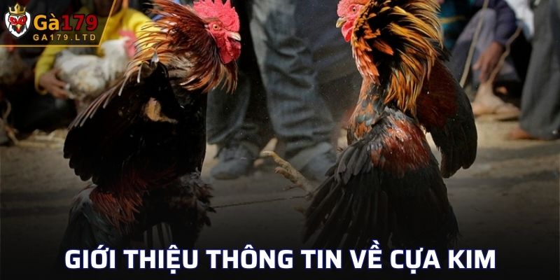 Các thông tin cơ bản về cựa kim