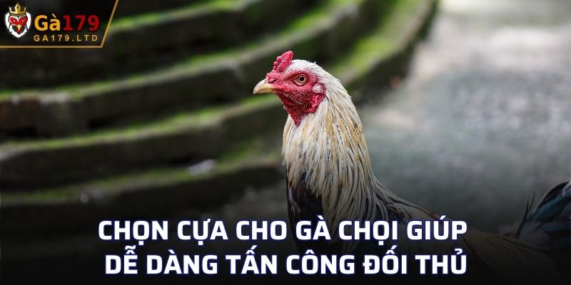 Cách chọn cựa cho gà chọi vô cùng quan trọng giúp dễ dàng tấn công đối thủ