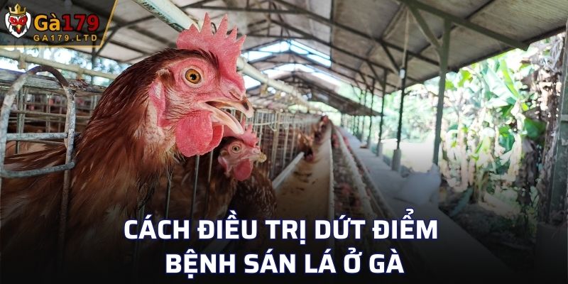 Cách điều trị dứt điểm bệnh sán lá ở gà