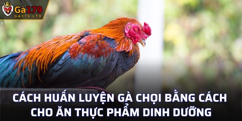 Cách huấn luyện gà chọi bằng cách cho ăn thực phẩm dinh dưỡng