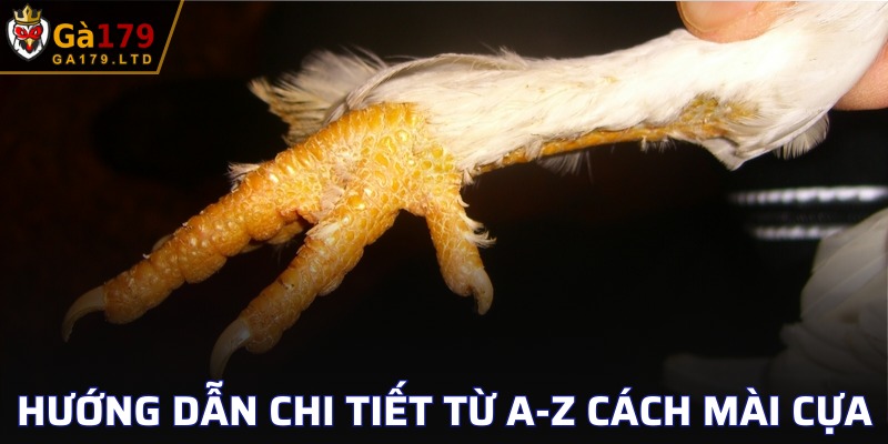 Cách mài cựa dao siêu đơn giản không nên bỏ lỡ tại GA179