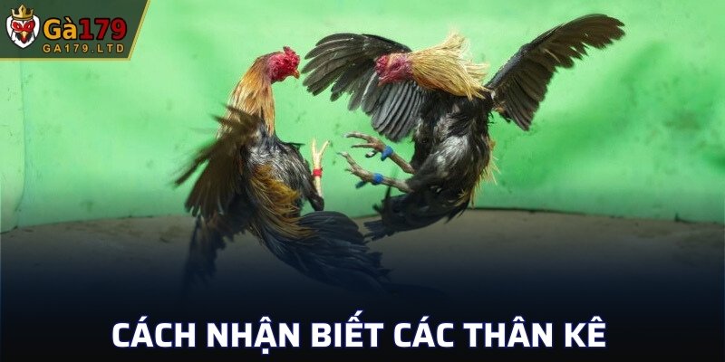Cách nhận biết các thân kê