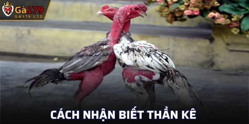Cách nhận biết thần kê