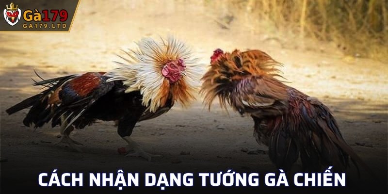 Cách nhận dạng tướng gà chiến
