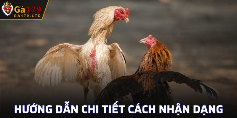 Cách nhận diện bên ngoài gà đá cực dễ