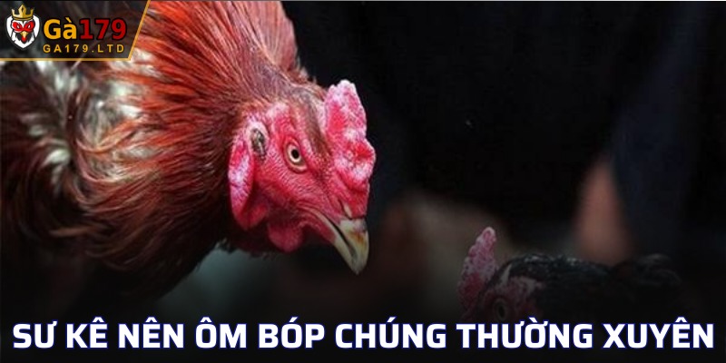 Cách ôm bóp để tăng sức khỏe cho chiến kê