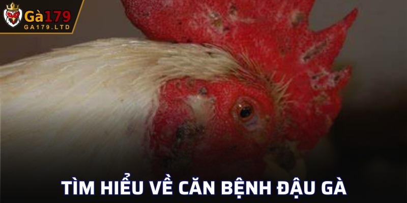 Căn bệnh đậu gà gây ra nhiều ảnh hưởng tiêu cực