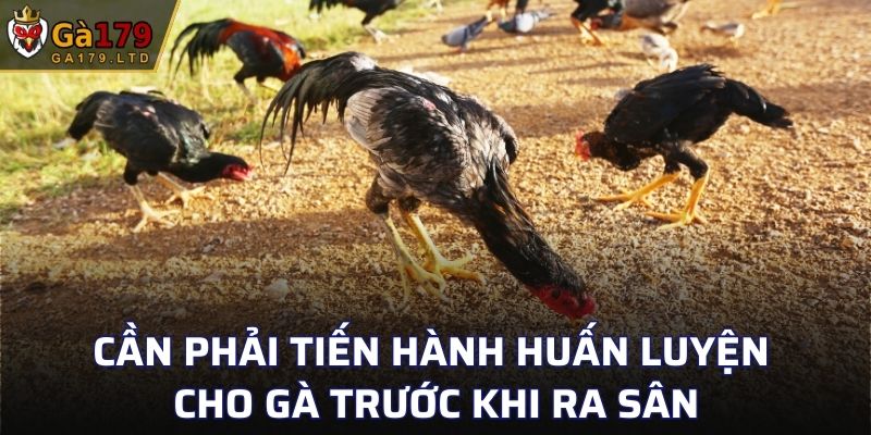 Cần phải tiến hành huấn luyện cho gà trước khi ra sân