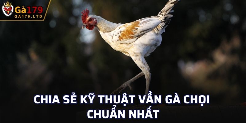 Chia sẻ kỹ thuật vần gà chọi chuẩn nhất