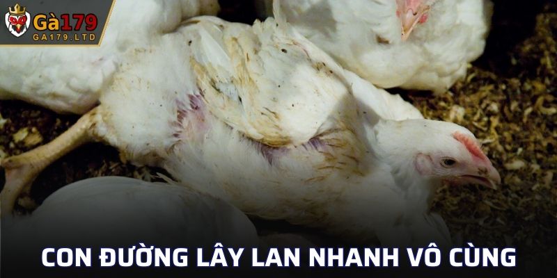 Con đường lây lan nhanh vô cùng