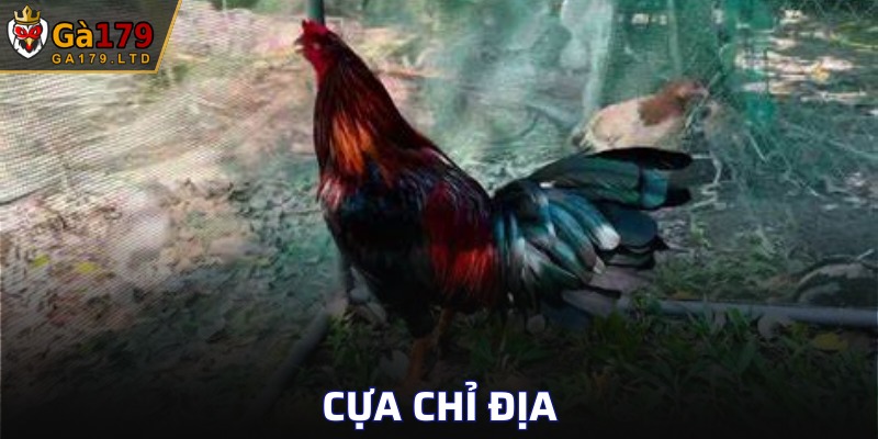 Cựa Chỉ Địa