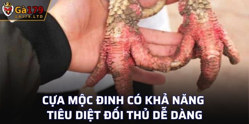Cựa mộc đinh có khả năng tiêu diệt đối thủ dễ dàng