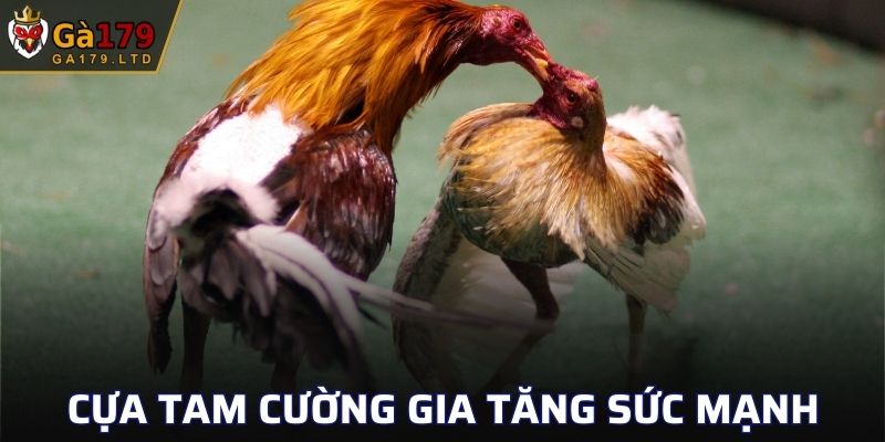 Cựa Tam Cường
