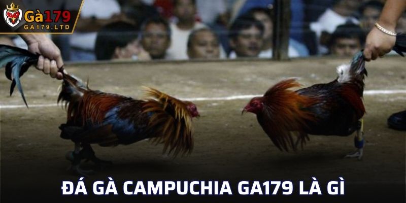 Đá gà Campuchia GA179 là gì
