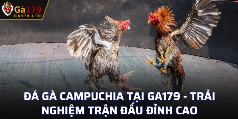 Đá Gà Campuchia