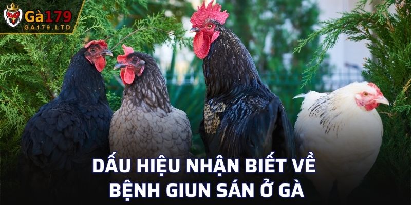 Dấu hiệu nhận biết về bệnh giun sán ở gà