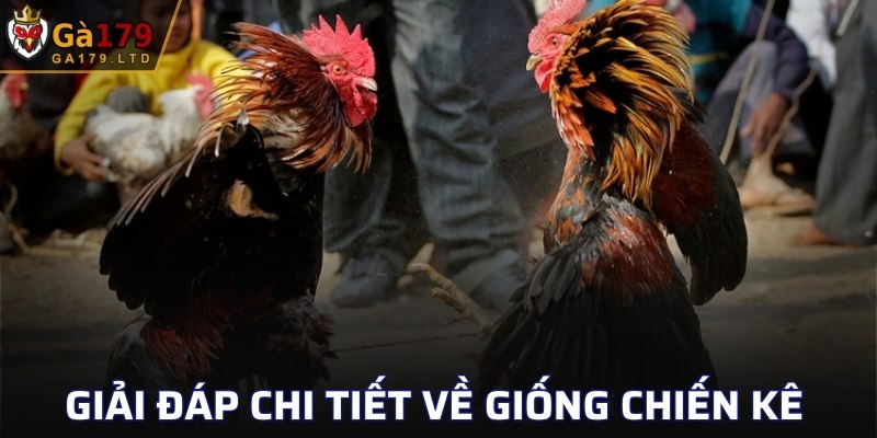 Giải đáp chi tiết về giống chiến kê