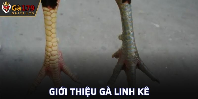 Giới thiệu gà linh kê