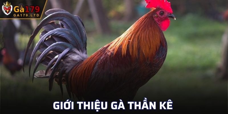 Giới thiệu gà thần kê