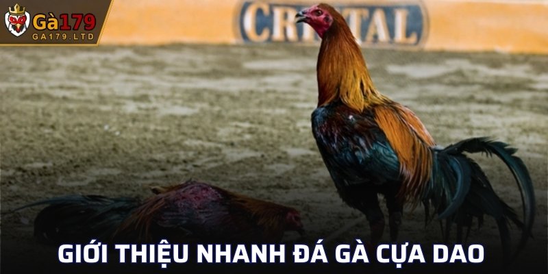 Giới thiệu nhanh đá gà cựa dao