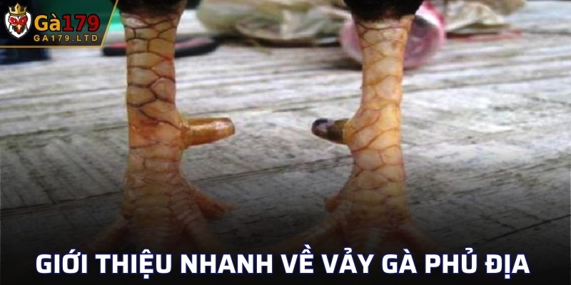 Giới thiệu nhanh về vảy gà phủ địa