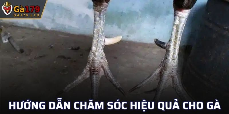 Hướng dẫn chăm sóc hiệu quả cho gà cựa Nhật Nguyệt
