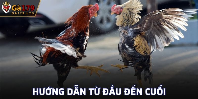 Hướng dẫn từ đầu đến cuối cho newbie