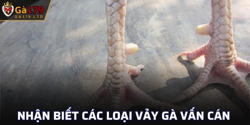 Hướng dẫn nhận biết các loại vảy gà Vấn Cán phổ biến