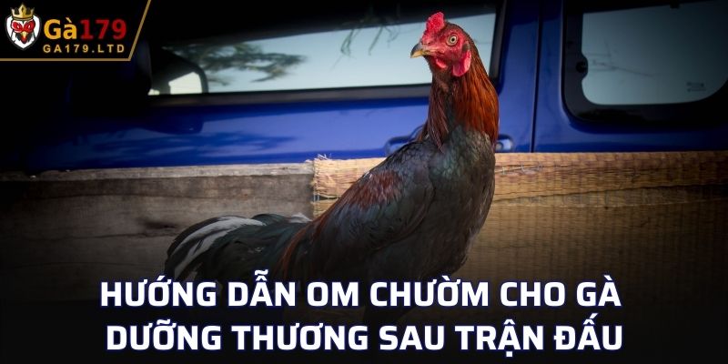 Hướng dẫn om chườm cho gà dưỡng thương sau trận đấu