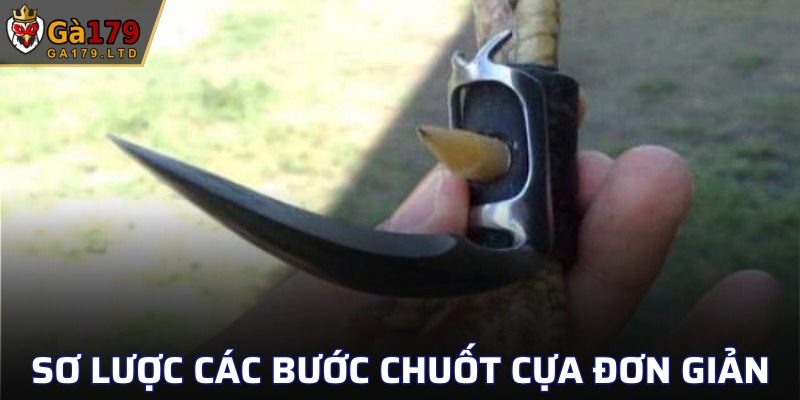 Khái quát các bước dũa cựa chiến kê hấp dẫn