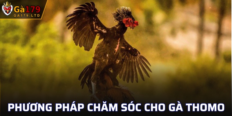 Kỹ thuật chăm sóc, duy trì sức khỏe kê chọi hiệu quả