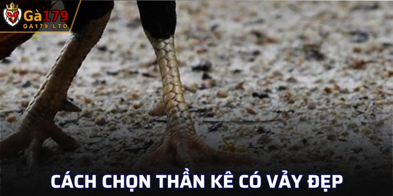 Kỹ thuật chọn gà chiến đấu có bộ vảy lợi thế