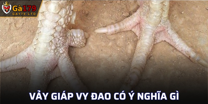 Lợi ích mà vảy giống gà “hiếm” này mang lại