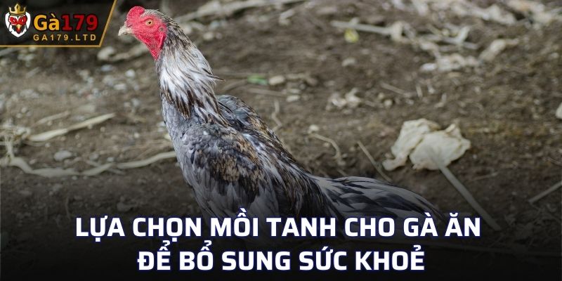 Lựa chọn mồi tanh cho gà ăn để bổ sung sức khoẻ
