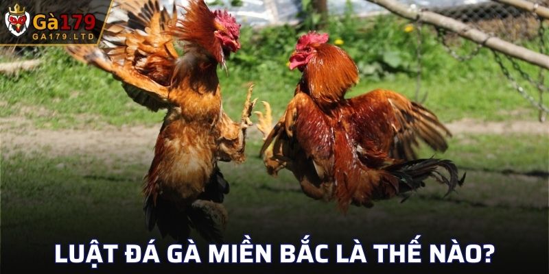 Luật đá gà miền Bắc là thế nào?