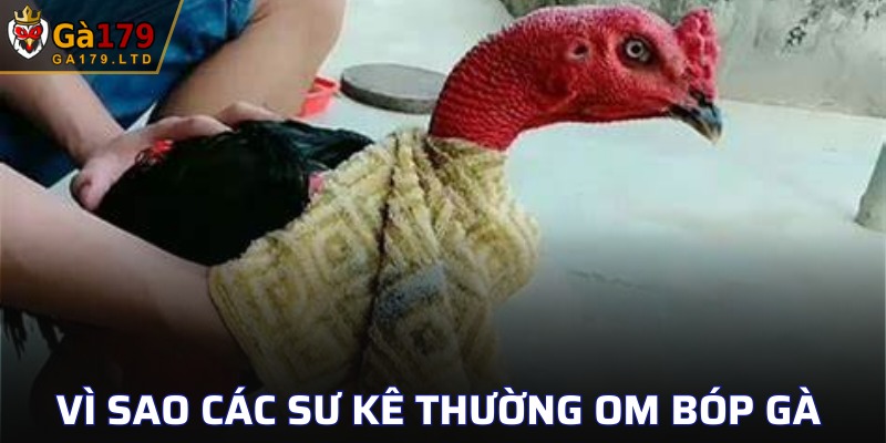 Lý do các sư kê thường xuyên om bóp gà