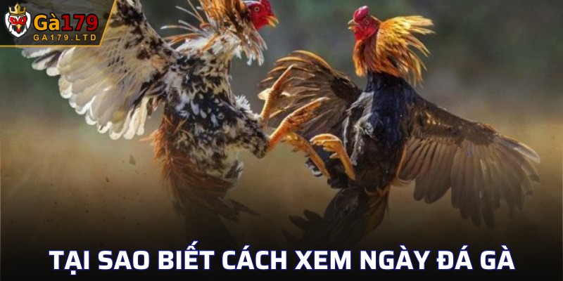 Lý do người chơi nên biết rõ cách xem ngày đá gà