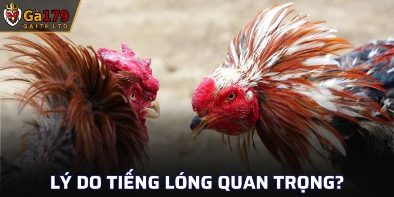 Lý do tiếng lóng trong đá gà quan trọng?