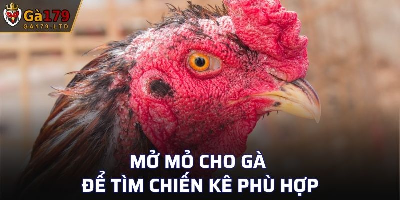 Mở mỏ cho gà để tìm chiến kê phù hợp