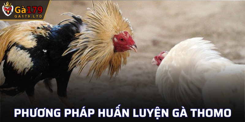 Một số kỹ năng huấn luyện gà đá hấp dẫn bậc nhất 2025