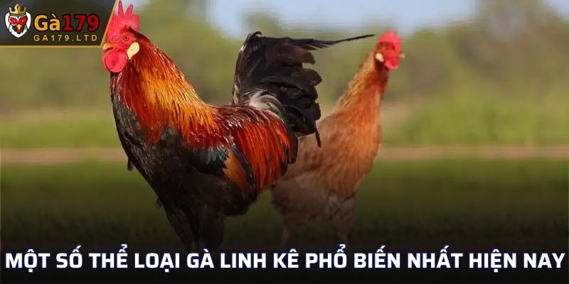 Một số thể loại gà linh kê phổ biến nhất hiện nay